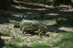 iguana Beliscando em ervas daninhas e gramíneas dentro Aruba foto