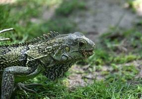 iguana com uma bocado Beliscando e comendo dentro Aruba foto