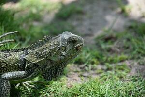 lado perfil do uma comum iguana dentro Aruba foto