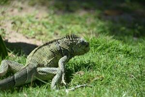 curioso selvagem iguana com espinhos rastejante ao longo foto