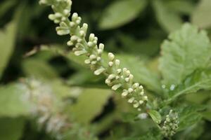 fechar acima do uma flor do uma aloysia virgata foto