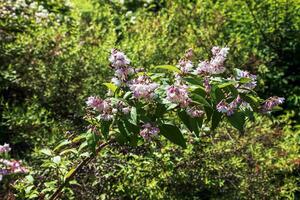 Deutzia crenata flores japonês neve flor , delgado deuzia. confuso Deutzia, Deutzia Duplo floresceu dentro flor foto