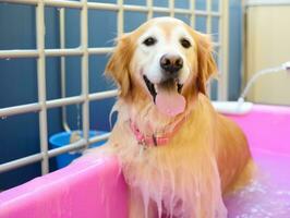 sereno cachorro desfrutando uma massagem às uma animal spa ai generativo foto