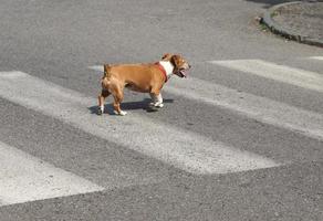 cão doméstico na passadeira foto