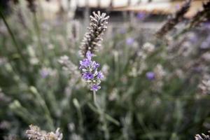 flores silvestres de lavanda foto