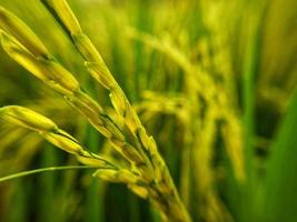 close-up de semente de arroz em casca amarela com campos de arroz no fundo foto