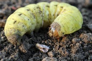 larva do besouro pode. besouro comum ou pode bug foto