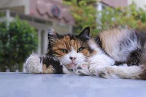 gato de rua fofo multicolorido deitado em um carro foto