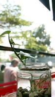 plantas dentro garrafas em a mesa foto