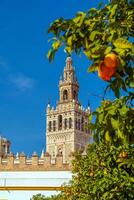 giralda torre e Sevilha catedral dentro Cidade antiga Espanha foto