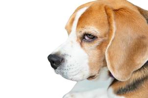 Feche a cara da cara do cachorro beagle em fundo branco isolado foto