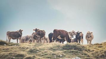 grupo de vacas em uma pastagem italiana foto
