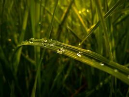 uma orvalho em a topo do verde arroz campo em a manhã claro. verde fundo conceito. foto