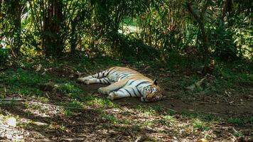 tigres dormir em seus costas durante a dia debaixo luz solar muito profundamente foto