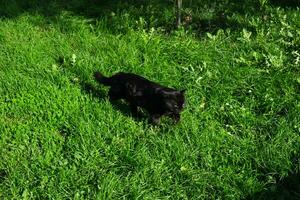 Preto furioso gato é olhando para uma caçar em a verde Relva foto