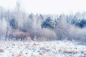 paisagens. congeladas inverno floresta com neve coberto árvores foto