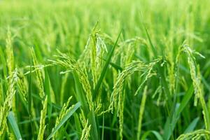 verde arroz Campos dentro a caloroso luz solar Ideias para crescendo plantas sem tóxico produtos químicos foto