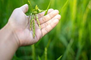 uma agricultores mão toques a orelha do verde arroz para Verifica a colheita. dentro a caloroso luz solar Ideias para crescendo plantas sem tóxico substâncias foto