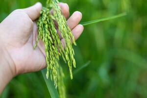 uma agricultores mão toques a orelha do verde arroz para Verifica a colheita. dentro a caloroso luz solar Ideias para crescendo plantas sem tóxico substâncias foto