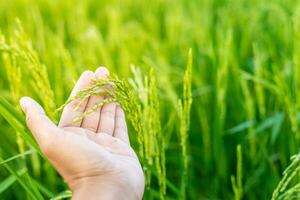 uma agricultores mão toques a orelha do verde arroz para Verifica a colheita. dentro a caloroso luz solar Ideias para crescendo plantas sem tóxico substâncias foto