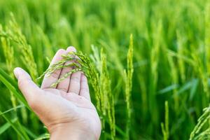 uma agricultores mão toques a orelha do verde arroz para Verifica a colheita. dentro a caloroso luz solar Ideias para crescendo plantas sem tóxico substâncias foto