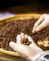 mãos do uma café torrador escolha, selecione, e ordenar café feijões este ter fui assado dentro uma qc processo foto