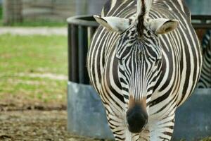 zebra às a jardim zoológico foto