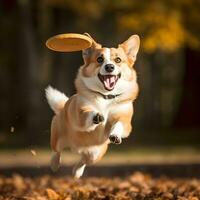 corgi cachorro jogando frisbee. ai generativo foto