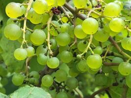 uva. cachos do luz uvas. natural fundo com uvas foto