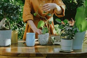 mulher plantas epipremnum estacas dentro vaso de flores dentro quintal jardim. recipiente jardinagem. foto