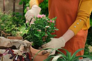 jardinagem. fêmea jardineiro plantar rosas. foto