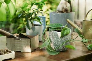 plantas de interior Cuidado conceito. em vaso plantas em mesa ao ar livre. foto