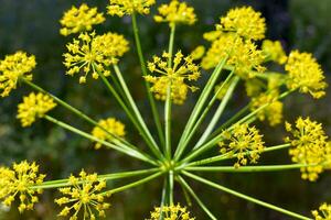 talpsia vilosa plantar foto