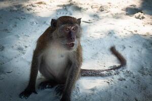 macaco às a macaco de praia dentro koh phi phi ilha, Tailândia foto