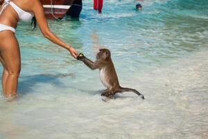 macaco às a macaco de praia dentro koh phi phi ilha, Tailândia foto