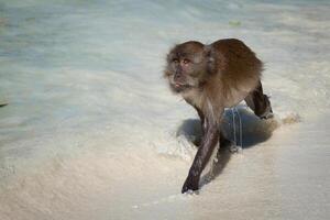 macaco às a macaco de praia dentro koh phi phi ilha, Tailândia foto