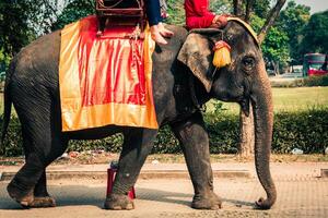 turistas em a elefant passeio por aí a parque dentro ayutthaya, Tailândia. foto