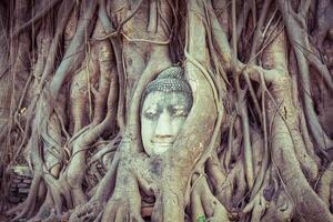 cabeça da estátua de Buda nas raízes da árvore em Wat Mahathat, Ayutthaya, Tailândia. foto