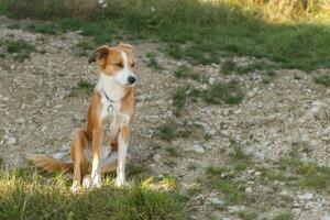 fechar acima retrato do jovem avermelhado Castanho e branco vira-lata cachorro foto