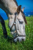 branco cavalo com selim às a santander. borrado mar dentro a fundo. foto