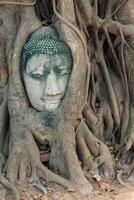 cabeça da estátua de Buda nas raízes da árvore em Wat Mahathat, Ayutthaya, Tailândia. foto