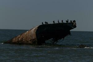 esses crista dupla Corvo-marinho pássaros estão empoleirado em a afundado navio saliente a partir de a oceano. a lindo Castanho enferrujado navio. foto
