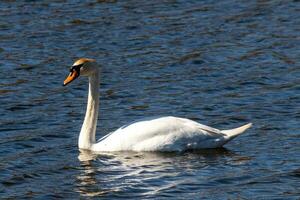 isto lindo cisne é calmamente natação através isto calma lago. a muito grandes pescoço é alcance Fora com dela olhos olhando por aí para Comida. a bonita laranja bico é pronto para colher acima tanto faz vem. foto