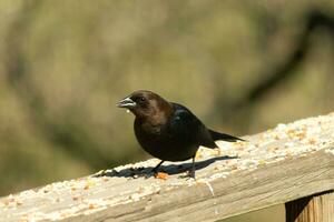 isto fofa pequeno cowbird estava sentado em a grade do a área coberta cercado de alpiste. isto é uma masculino pássaro vencimento para a mais escura Preto plumagem. a pequeno Castanho cabeça acrescenta para a diferente tons. foto