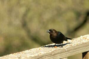 isto fofa pequeno cowbird estava sentado em a grade do a área coberta cercado de alpiste. isto é uma masculino pássaro vencimento para a mais escura Preto plumagem. a pequeno Castanho cabeça acrescenta para a diferente tons. foto