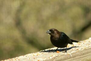 isto fofa pequeno cowbird estava sentado em a grade do a área coberta cercado de alpiste. isto é uma masculino pássaro vencimento para a mais escura Preto plumagem. a pequeno Castanho cabeça acrescenta para a diferente tons. foto