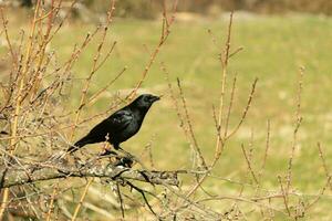 isto lindo Preto Corvo é empoleirado em a Beira do a galhos do isto pêssego árvore. a ampla Preto pássaro tem penas este quase parece para brilho dentro a Sol. isto aviária é parte do a Corvid família. foto