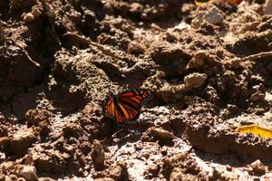 bonita monarca borboleta sentado dentro a lama. a Sombrio Castanho sujeira faz a lindo Preto e laranja asas do a inseto ficar de pé fora. foto