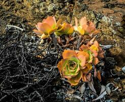 uma suculento plantar crescendo Fora do a terra foto