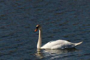 isto lindo cisne é calmamente natação através isto calma lago. a muito grandes pescoço é alcance Fora com dela olhos olhando por aí para Comida. a bonita laranja bico é pronto para colher acima tanto faz vem. foto